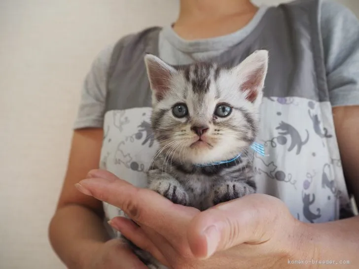 ID：1705-01140の子猫