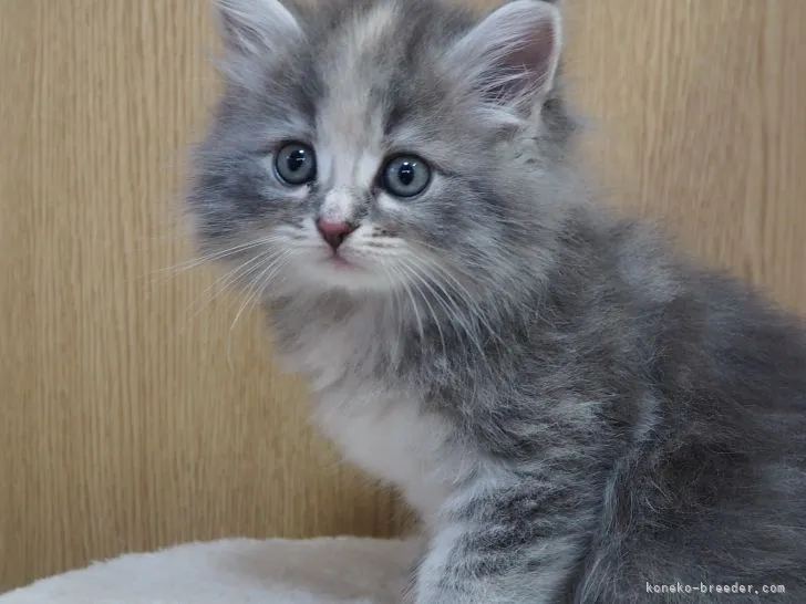 ID:2110-01068の子猫