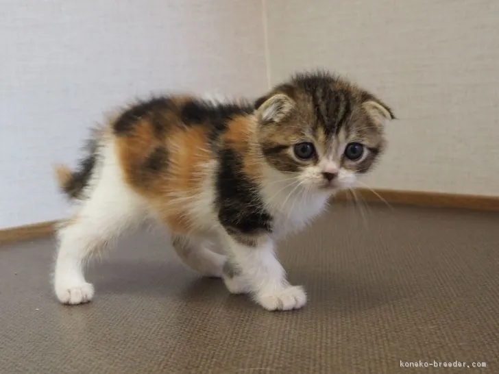 しろ 様のお迎えした子猫