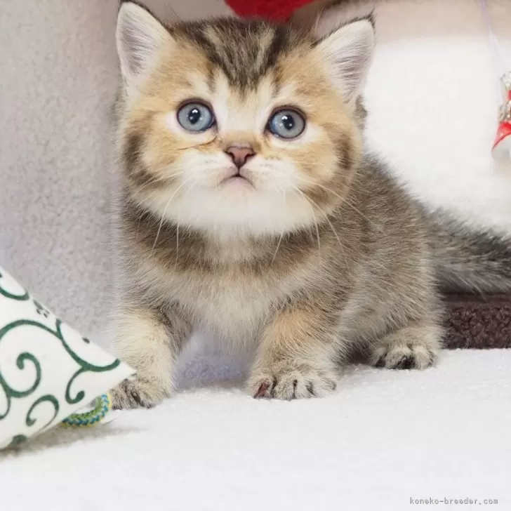 ID:2404-01627の子猫