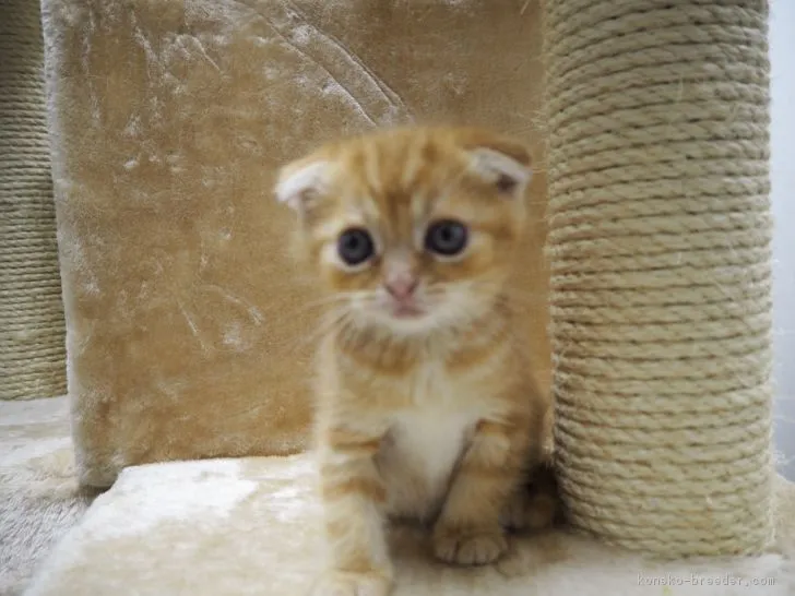 ID：1611-00699の子猫