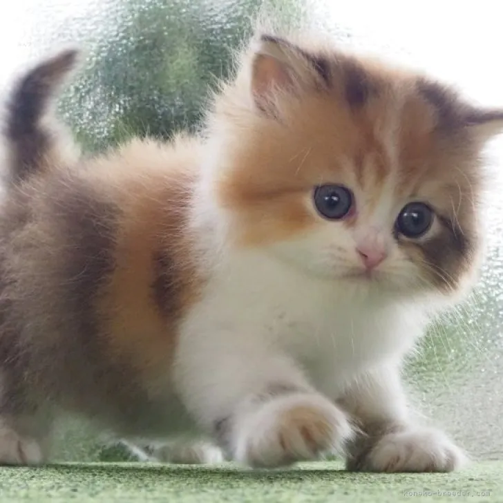 ID:2311-01189の子猫