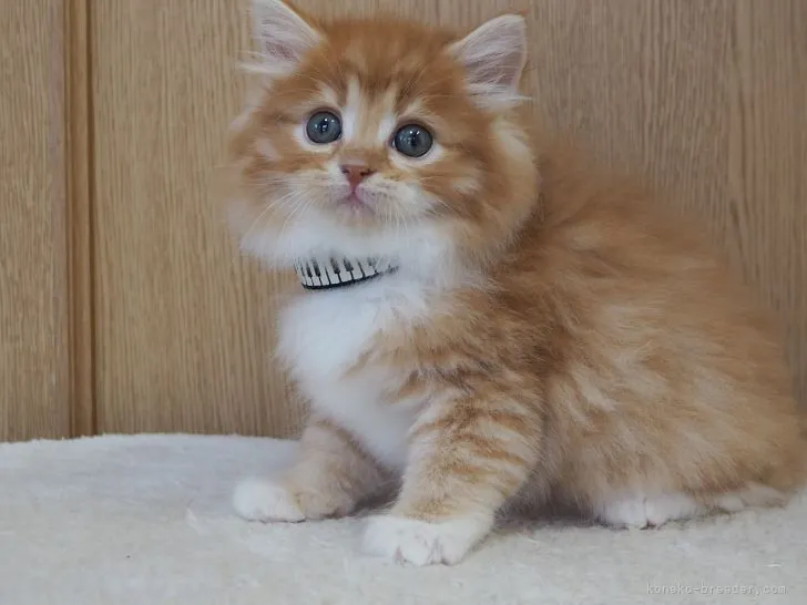 ID：2202-00039の子猫