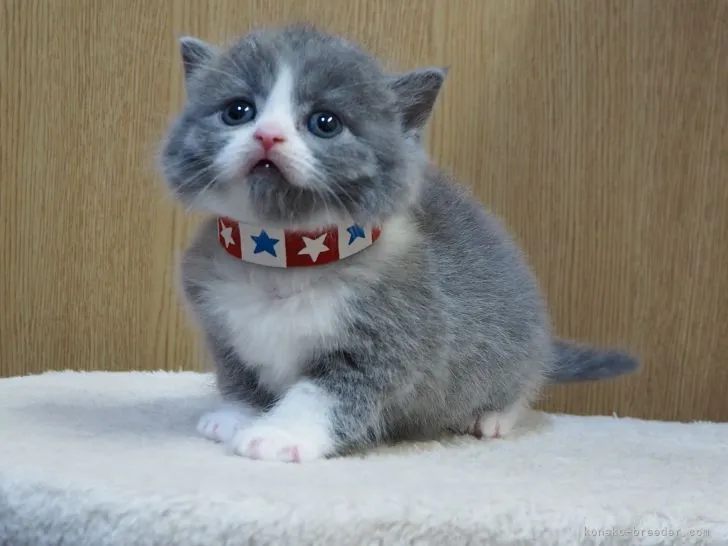 ID：2201-00909の子猫