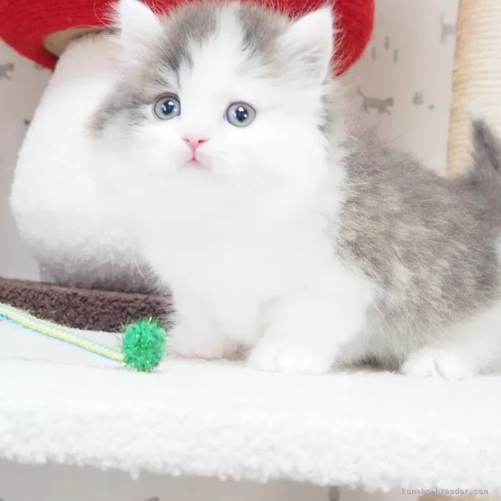 ID：2404-03321の子猫