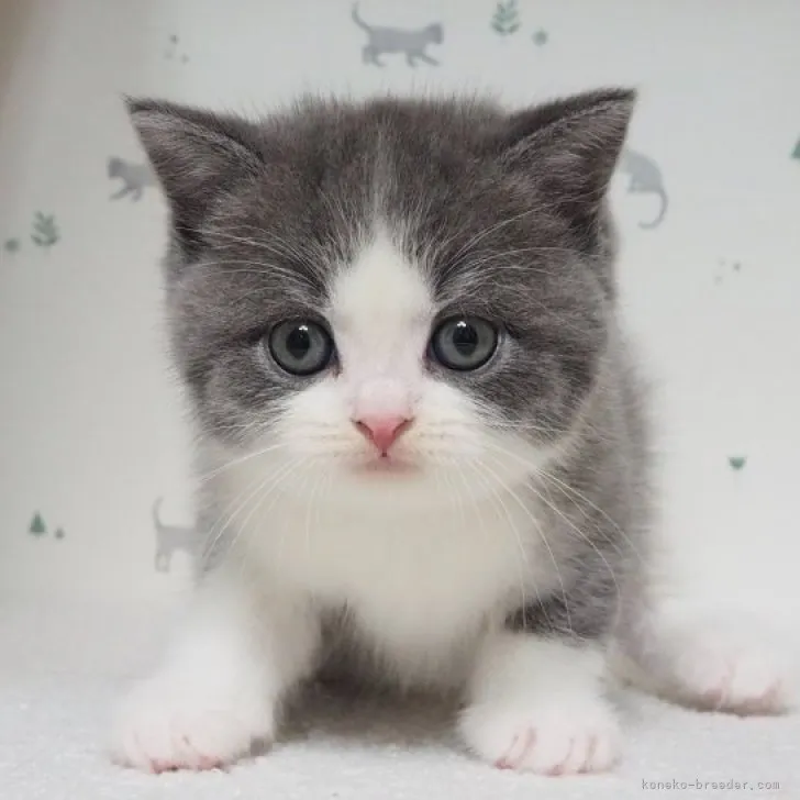 ID：2311-02754の子猫
