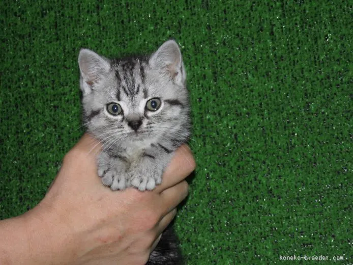 ID：1510-00302の子猫