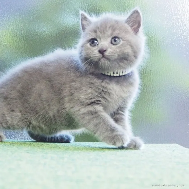 ID：2311-02756の子猫