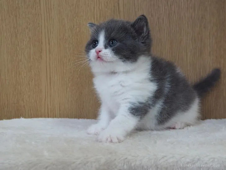 ID：2109-02722の子猫