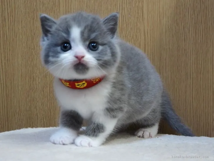 ID：2201-00904の子猫