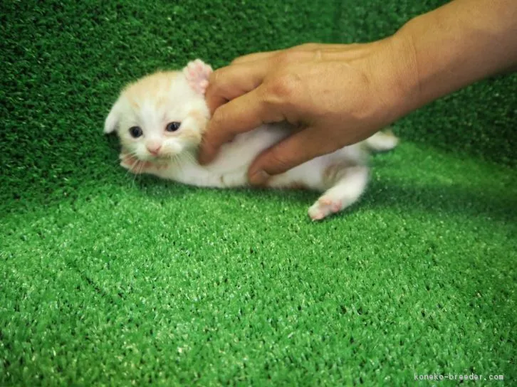 ID:1606-00578の子猫