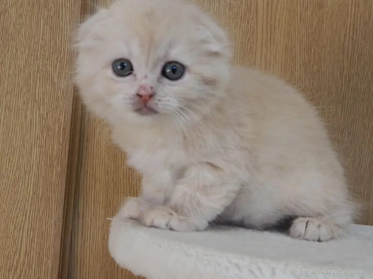 ID:2105-02620の子猫