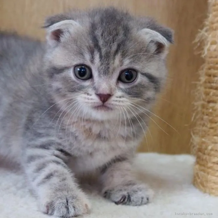 ID：2207-03050の子猫