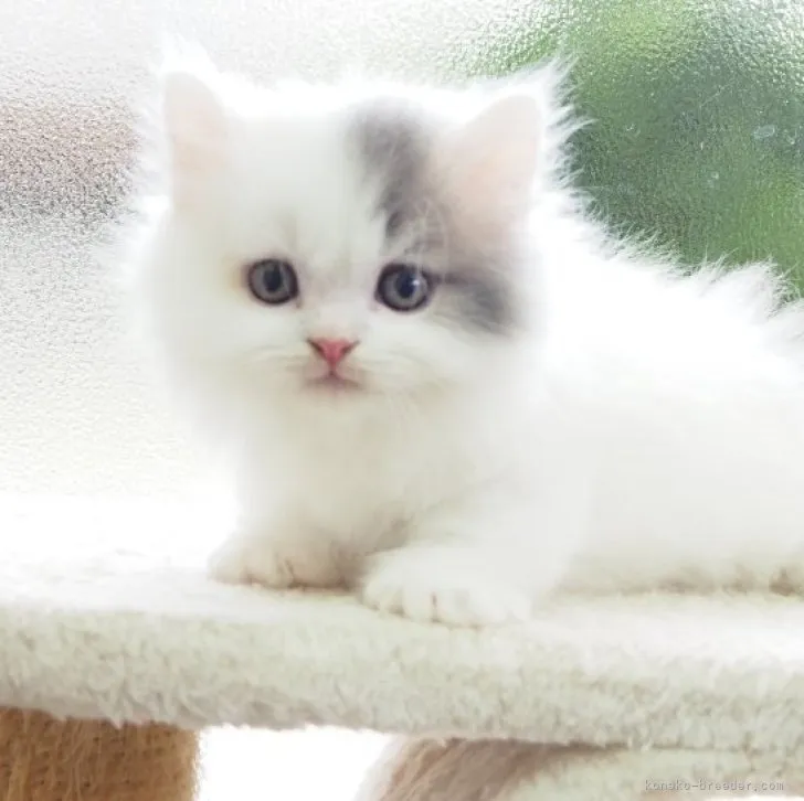 ID：2309-02625の子猫