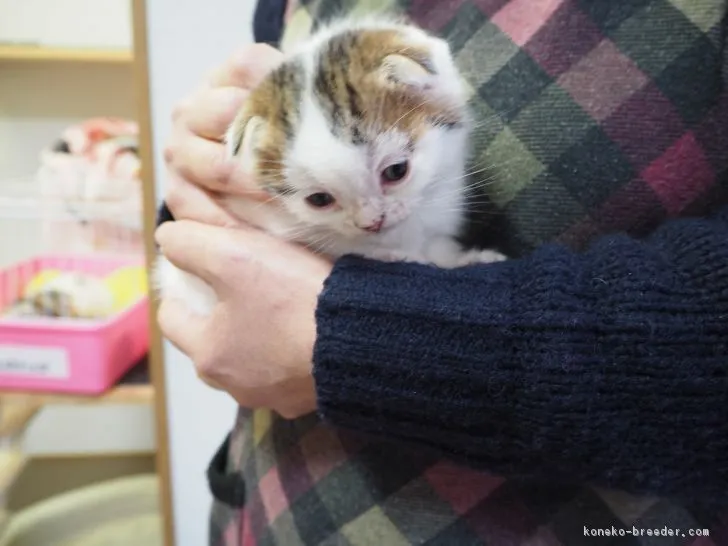 ID：1702-00413の子猫