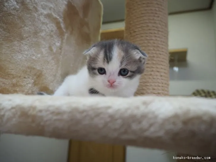 ID:1703-00664の子猫