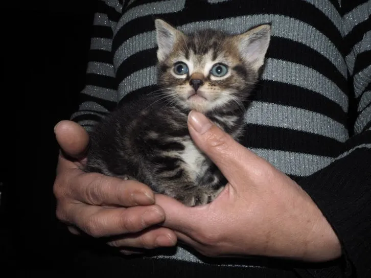 ID：1603-00125の子猫