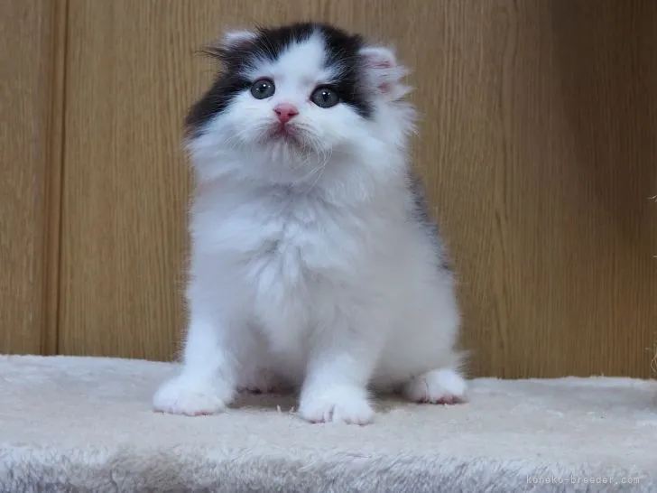 ID：2206-00501の子猫