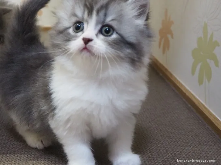 ID：2105-02172の子猫