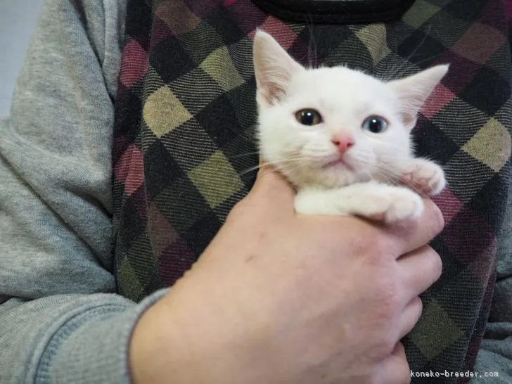 ID：1702-00223の子猫