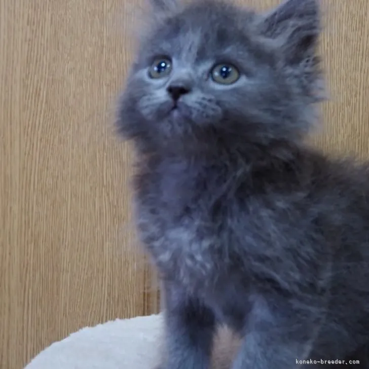 ID:2305-00403の子猫