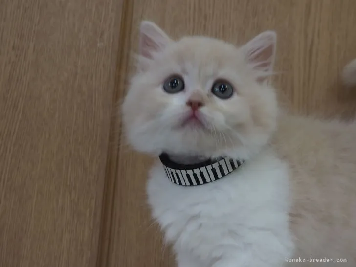 ID：2106-00264の子猫