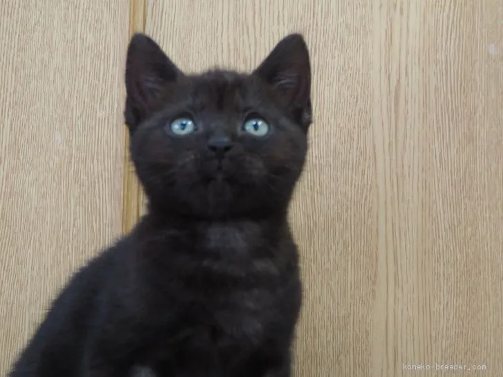 ID：2009-00841の子猫