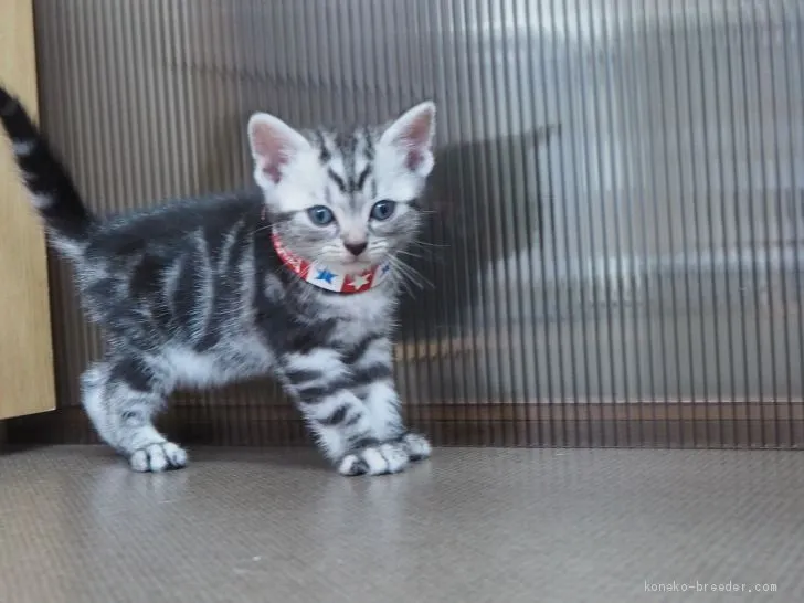 ID：2006-01462の子猫