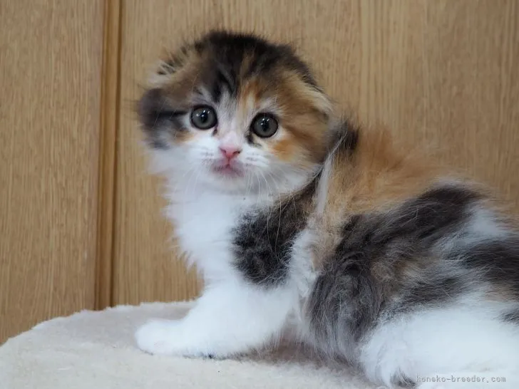 ID:2111-00528の子猫