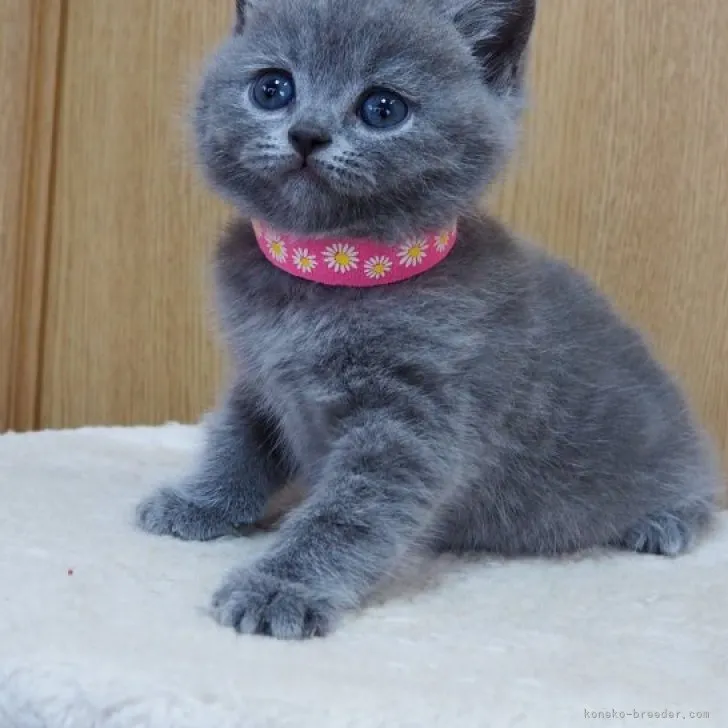 ID：2305-03029の子猫