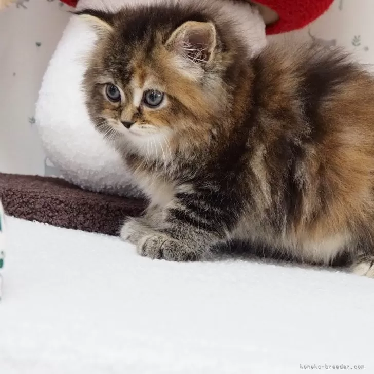 ID:2402-01576の子猫