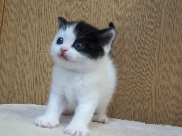 ID：2112-01122の子猫