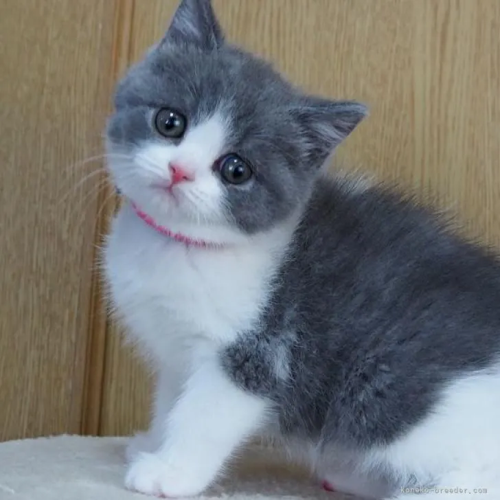 ID:2212-02565の子猫