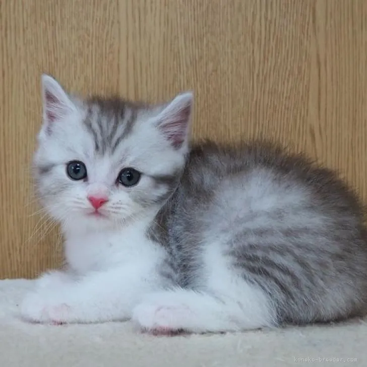 ID：2207-02205の子猫