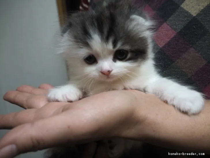 ID:1703-00666の子猫