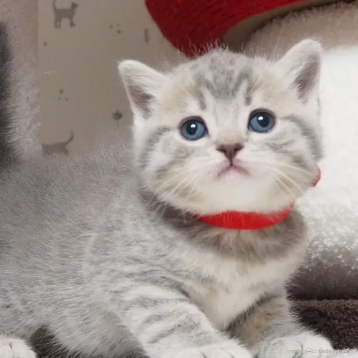 ID:2403-02330の子猫