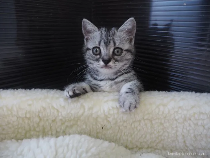 ID：1610-00093の子猫