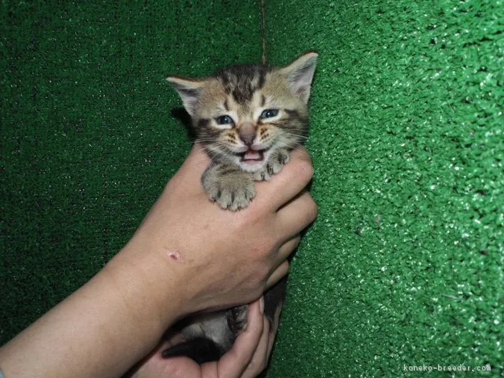 ID：1603-00643の子猫