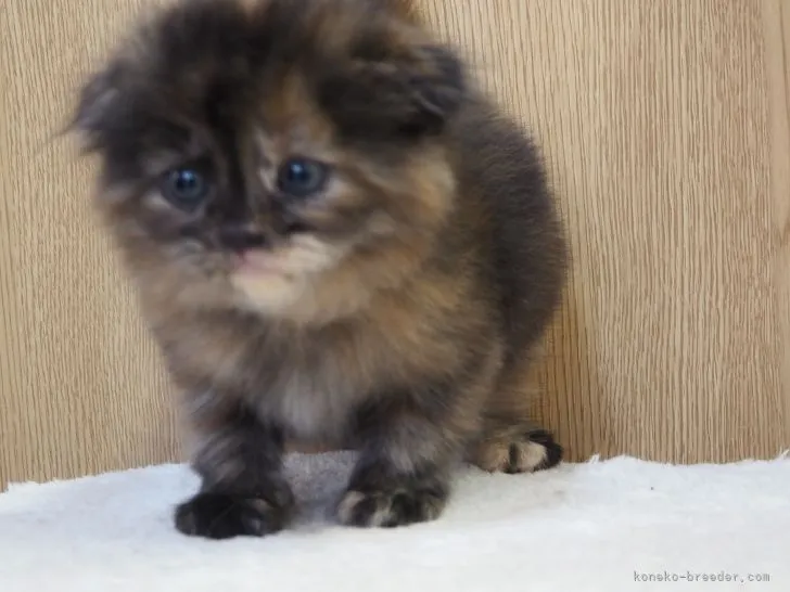 ID：2201-00760の子猫