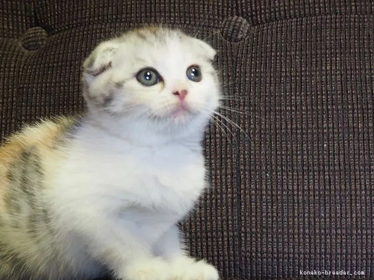 ID:1702-00322の子猫