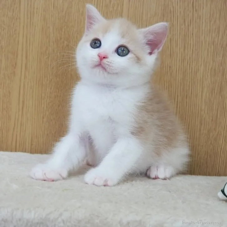 ID：2308-00874の子猫