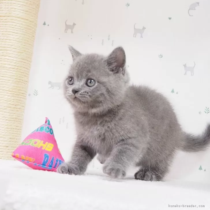 いず 様のお迎えした子猫
