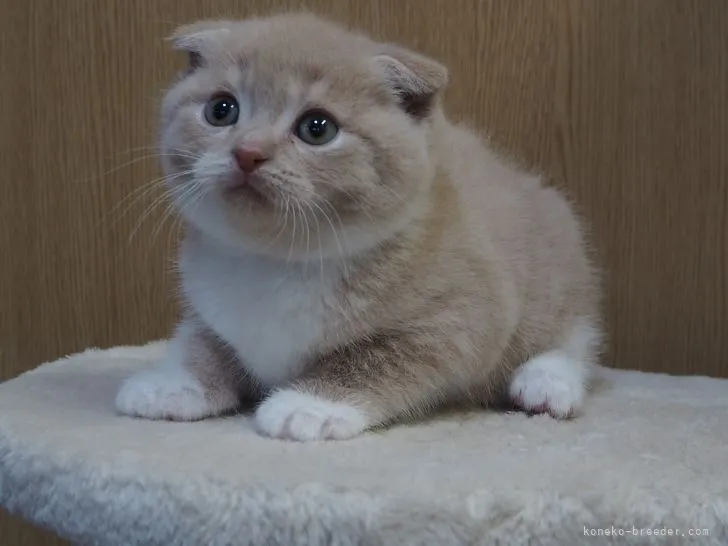 ID：2202-01720の子猫