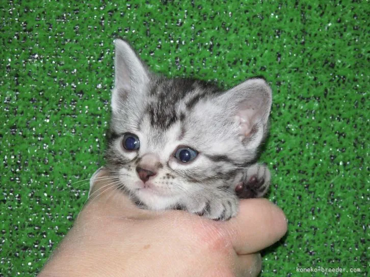 ID:1512-00045の子猫