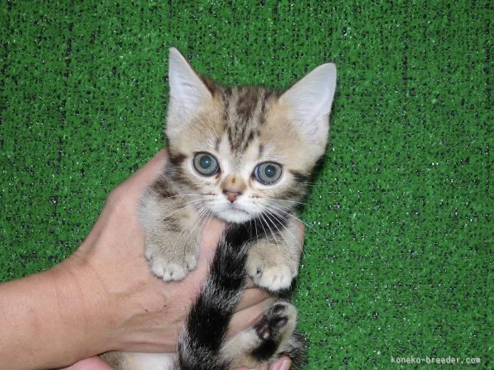 ID：1510-00345の子猫