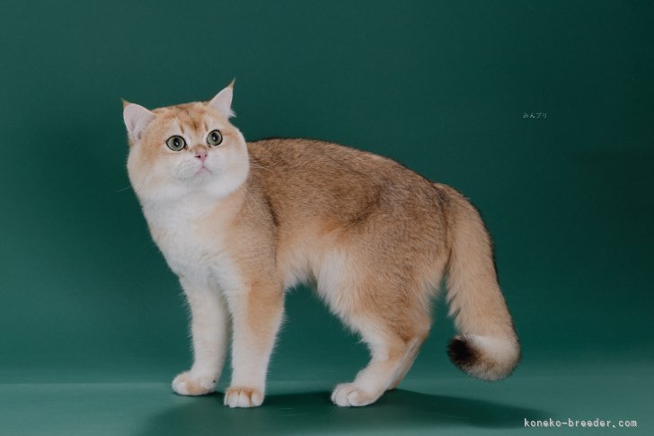 ブリティッシュショートヘア【・男の子・2022年9月16日・チンチラゴールデン】