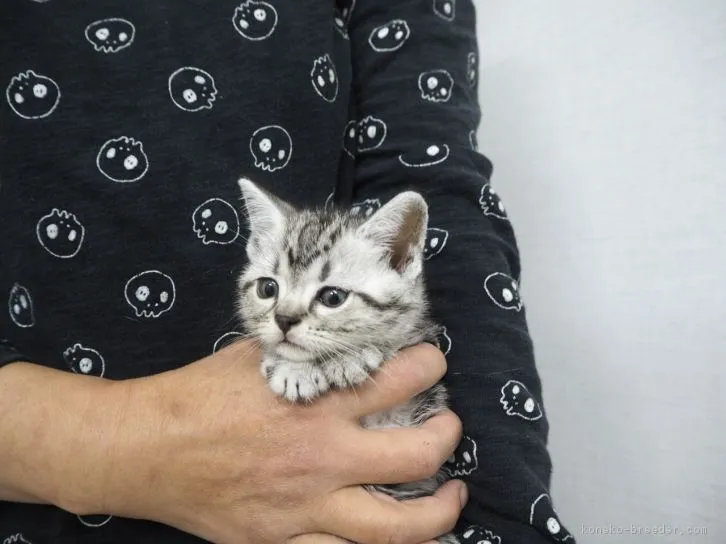 ID：1605-00469の子猫