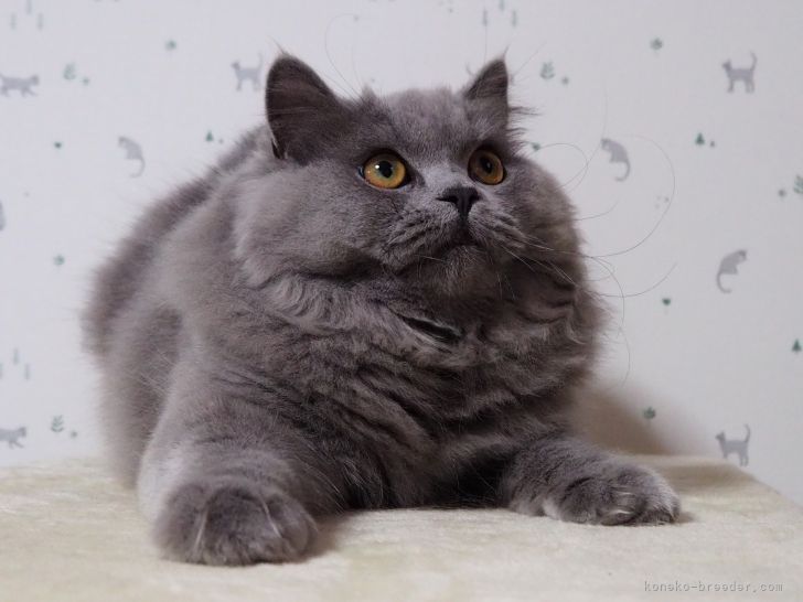 ブリティッシュロングヘア【・女の子・2022年7月3日・ブルー】