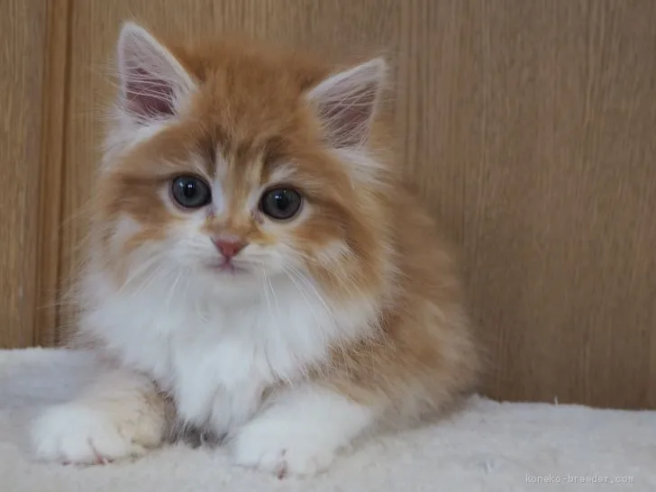 ID:2101-00835の子猫