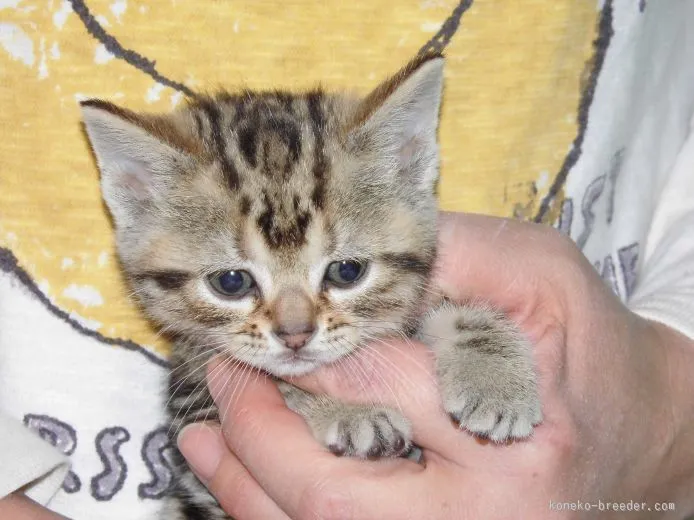 ID：1512-00010の子猫